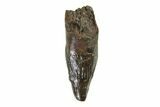 Cretaceous Fossil Dinosaur (Thescelosaurus) Tooth - Montana #338883-1